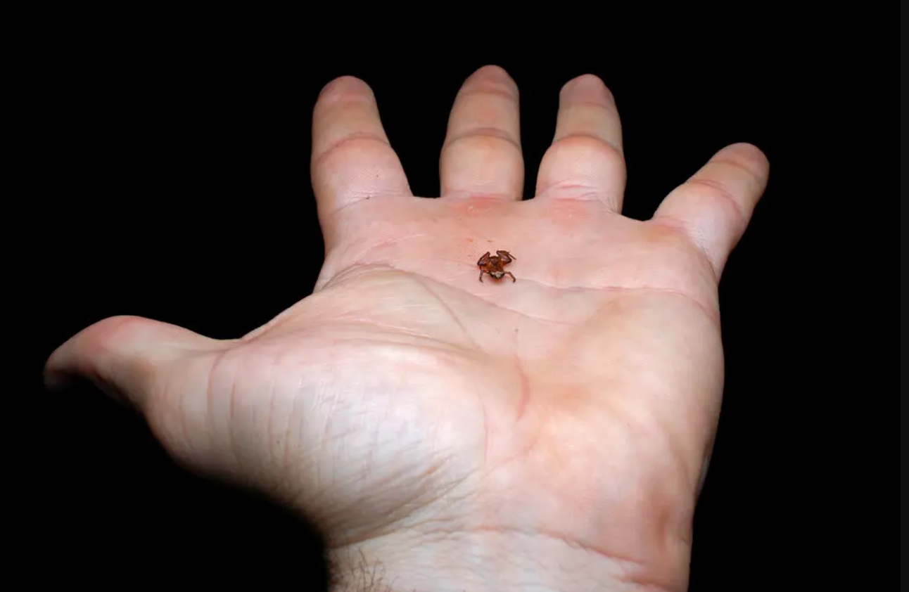 Как выглядит самая маленькая лягушка в мире: она нарушает все представления о природе